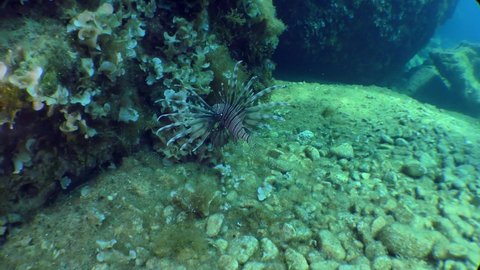 The camera zooms in on the Devil Firefish or Common lionfish (Pterois miles) against the background of a cliff overgrown with brown algae. Mediterranean.