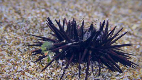 Black Sea Urchin (Arbacia lixula) wiggles its needles on the sandy seabed.