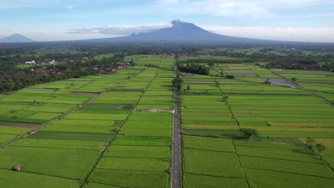Landscape Indonesia Yogyakarta, Aerial agriculture in rice fields Merapi mountain view in the morning