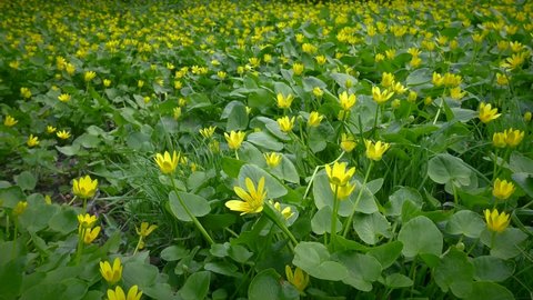 The alien species Lesser Celandine or Fig buttercup (Ficaria verna) forms flowering meadows in the spring.