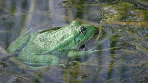 Edible frog (Pelophylax esculentus) of rare coloration aquamarine sways on floating aquatic plants, close-up.