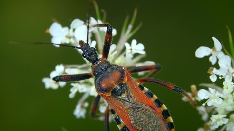 Predatory Red Assassin Bug (Rhynocoris iracundus) on white flowers, top view, close-up.
