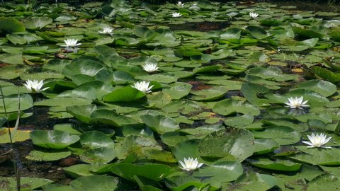 Thickets of White Water-lily or European white water lily (Nymphaea alba) sometimes completely cover the surface of the reservoir, wide shot.