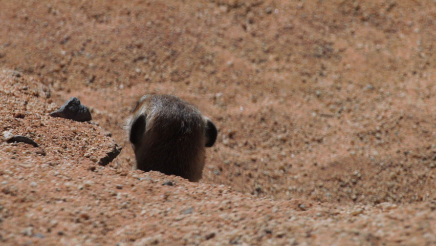 meerkat watches out of its burrow, another meerkat emerges on left side, both turn heads and scan surroundings, left meerkat withdraws into burrow Royalty-Free Stock Footage #1087597235