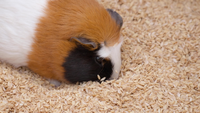 Adorable Guinea pig plunge nose into pile of grain husks looking for food - face close-up