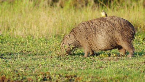 Pregnant capybara grazing on river bank with bird hitching a ride on back