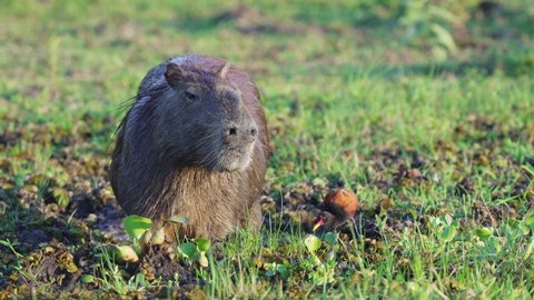 Frontal view of immobile capybara, Wattled jacana picks off parasites