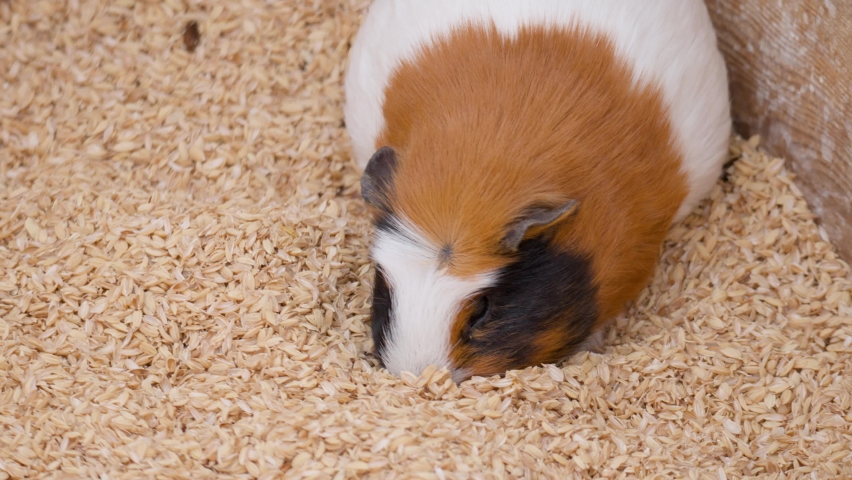 Cute Guinea pig plunge nose into pile of grain husks looking for food