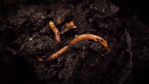 earth worming on ground. Red worm ising in the fertile soil, are used to fertilize the soil and make it good for crops. Large earthworm on the ground wriggles and crawls