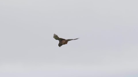 4K Cinematic slow motion wildlife shot of a kestrel falcon flying in the sky, looking for a prey to catch.