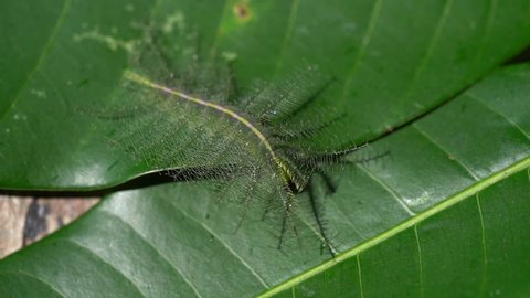 Euthalia Aconthea - Common Baron Caterpillar Crawling On A Smooth Green Leaves. Closeup