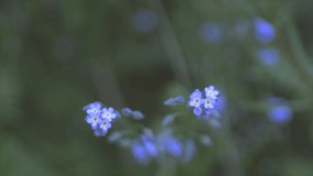Very close up of a purple forget me not or Myosotis plant with a very blurred background like a painting, shot in slow-motion. The plant growing in a green meadow