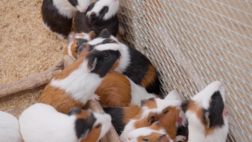 Brood of hungry Guinea pigs asking food climbing on metal net in breed farm