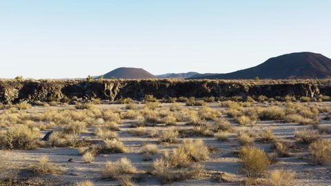Bushes in Mojave desert landscape, South California