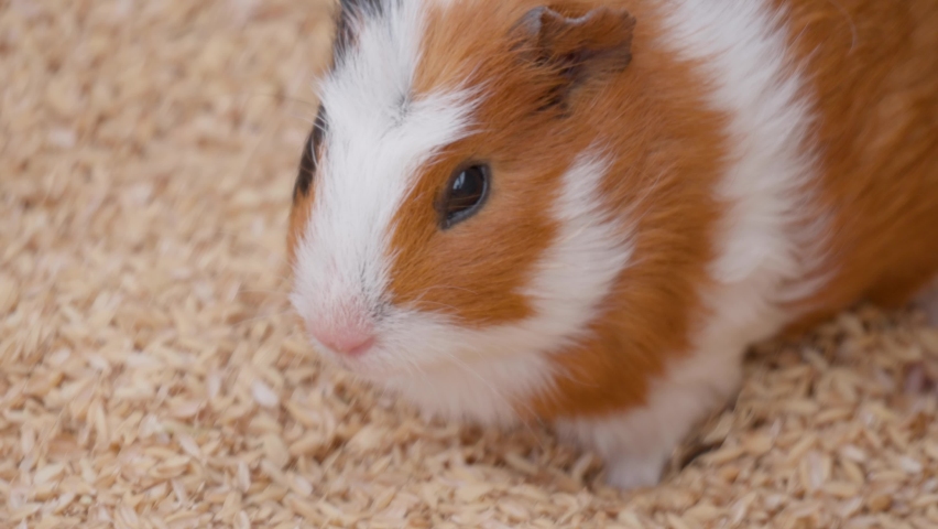 Cute white and brown guinea pigs eating on grain husks background close-up