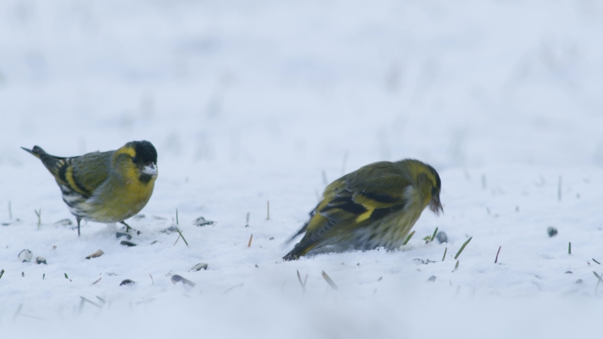 Eurasian siskin in winter bird feeder eating sunflower seeds