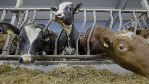 Cattle in indoor holding pen standing over feeding trough; low angle