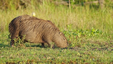Tiny yellow cattle tyrant riding on top of a pregnant capybara while it forages on the ground for delicious fresh grass at beautiful sunset golden hours, ibera wetlands, pantanal brazil.