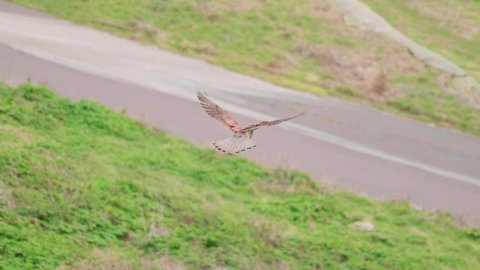 4K Cinematic slow motion wildlife shot of a kestrel falcon flying in the sky, looking for a prey to catch.