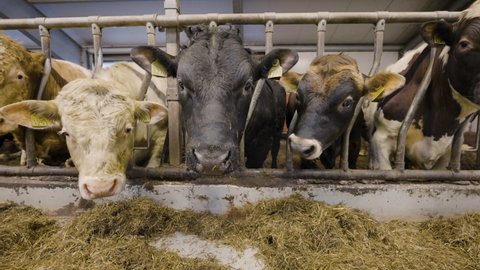 Domesticated cattle at feeding trough; animal husbandry on farm