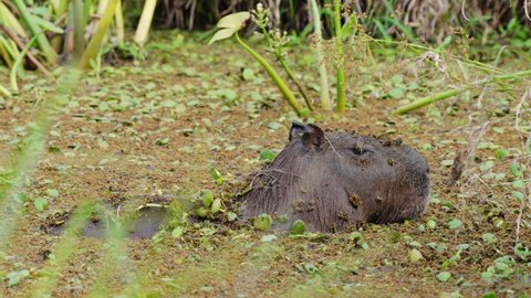 Adult capybara cools down in shallow river water with plants; flaps ears