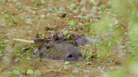 Resting capybara farting underwater creates big bubbles at surface; close-up
