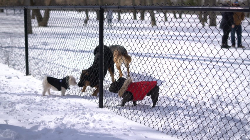 Small dogs and big dogs separated in dog park by fence communicating and watching each other through chainlink fence - different sized dogs in dog park during cold winter snowy day - dogs in jackets