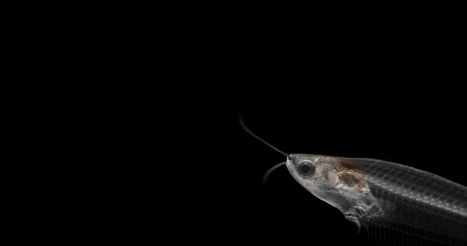 the fish is completely devoid of body color on a transparent background