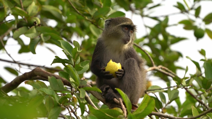 Sykes monkey - Cercopithecus albogularis also known white-throated or Samango or silver or black or blue or diademed monkey, found between Ethiopia and South Africa, eatimg fruit on green.   Royalty-Free Stock Footage #1087609268