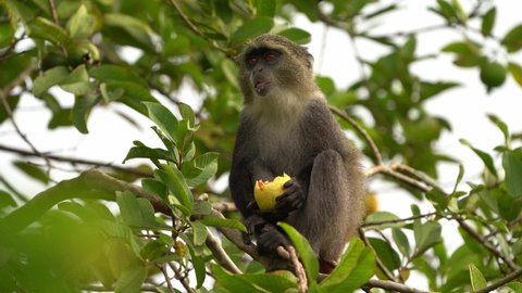 Sykes monkey - Cercopithecus albogularis also known white-throated or Samango or silver or black or blue or diademed monkey, found between Ethiopia and South Africa, eatimg fruit on green.  