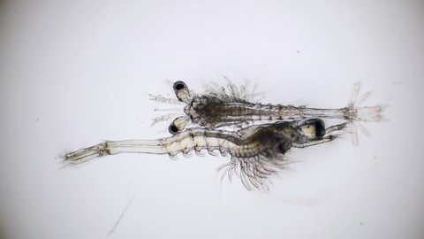 Shrimp larvae under a microscope. Mysis stage of white shrimp swimming in sae water under microscope, Asia. Microscopic, Macro, Biology, Laboratory, Video.