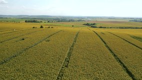 Picturesque sunflowers field from a bird's eye view, aerial footage of agricultural lands. Location agrarian region Ukraine, Europe. Cinematic drone shot. Filmed in UHD 4k video. Beauty of earth.