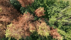 Autumn trees in yellow and green color in Shanghai China. Beautiful nature view of the fall, top view of the trees in winter. Nature travel and plant concept b-roll footage