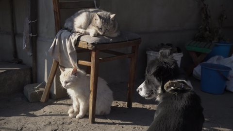 Homeless cats and dogs rest together on a dirty street. Friendship of dogs and cats. Homeless cats and dogs. Wild homeless cats and dogs in a poor city. Sad street pets.