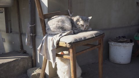 Homeless gray cat lies on a shabby chair on the street. A gray-white hungry cat is resting on a dirty chair. Stray cats. Wild homeless cat in a poor city. Sad street pets.