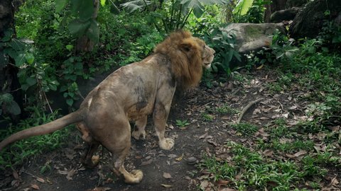 Adult lion with beautiful mane marks territory in jungle. Unique footage of lion marking new territory in rainforest. King of king of beasts in jungle leaves marks with smell. Lion pisses in forest.