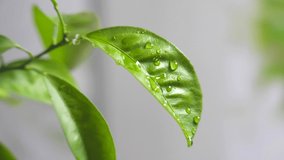Drops of water on a green leaf. Close-up. Slow motion. - Powered by Shutterstock - Get 15% off with code: PIKWIZARD15