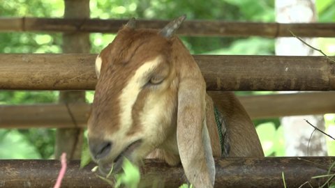 a goat enjoys the leaves it eats