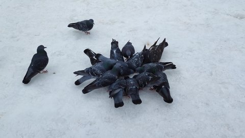 Pigeons peck food in winter.