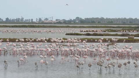 Big group of pink Flamingos walking in water at the Ebro Delta Tarragona, Catalunya, Spain.
