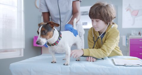 Close up on jack russel dog at vet appointment. Little boy using stethoscope while dog waving tail, african american doctor holding dog in veterinary clinic.. Animal care.