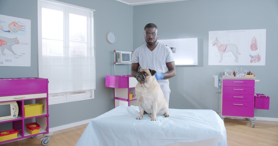 Proffesional sserious african american male vet doctor using stethoscope checking up the pug dog. Pug dog with health problems, pet care. Mask glasses with stethoscope in medical gloves.