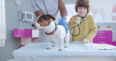 Close up on jack russel dog at vet appointment. Little boy using stethoscope, african american doctor holding dog in veterinary clinic.. Animal care.