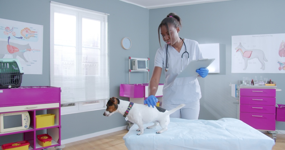 Protrait of african american female veterinarian using stethoscope examining jack russel dog writing in notepad in vet clinic. Happy dog waving tail and being curious. People and animals concept.