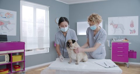 Veterinarians examines dog on an examination table in a veterinary clinic. Doctor checking dog with stethoscope. Vet doctor stroking pet. Concept of pets care, veterinary
