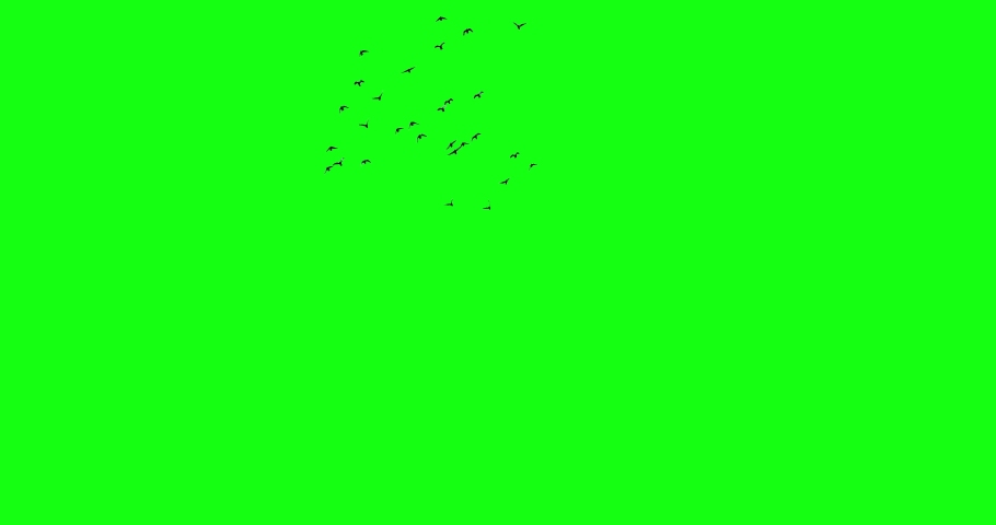 Pack of 5 footages. A flock of crows isolated on chroma key green screen background. Silhouettes of birds in motion far in the sky. Wildlife Pre keyed for compositing as VFX effects.