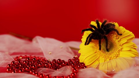 Big spider on yellow flower. Shaggy tarantula on gerbera flower. Close up.