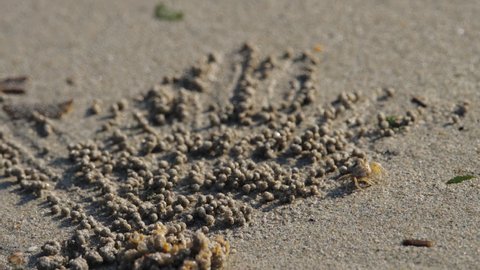 Little crab makes balls of sand on the beach to the sound of the sea
