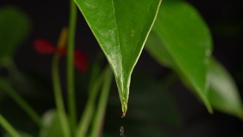 Droplet of rain water is falling from fresh green wild Laceleaf Anthurium leaf. Raindrop on tip of leaf falling into the ground, jungle forest nature background macro close up. Selective focus.