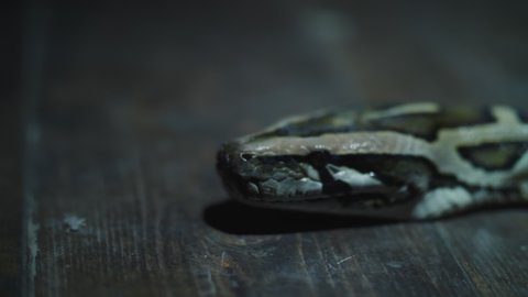 footage of boa constrictor crawls close-up